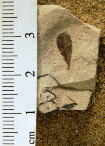 Vauquelinia coloradensis