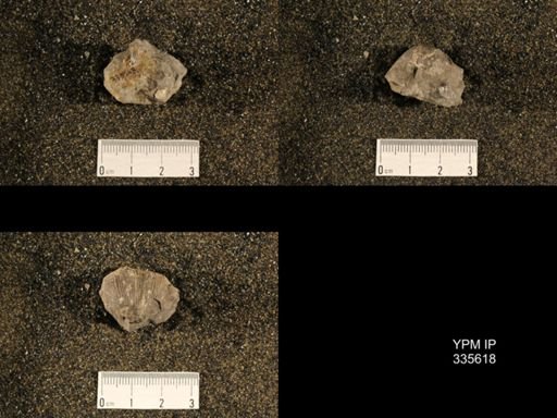 Linoproductus cora