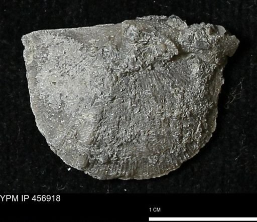 Stropheodonta sp.
