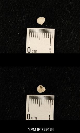 undet. Brachiopoda