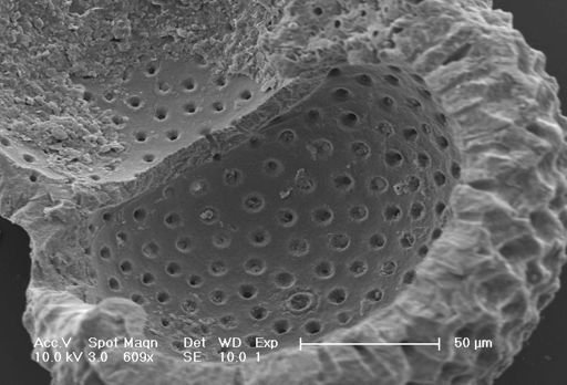 Globigerinoides ruber