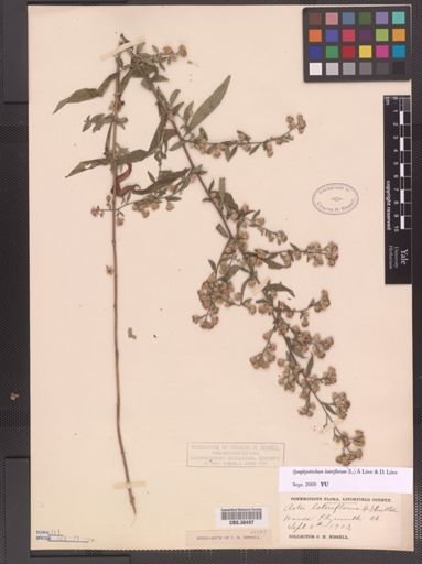 Symphyotrichum lateriflorum