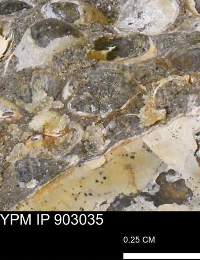 Corbulamella?