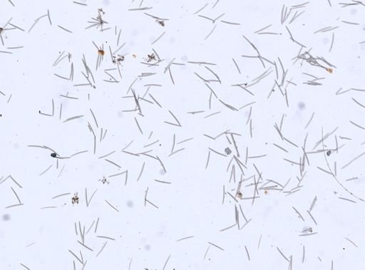 Haliclonidae