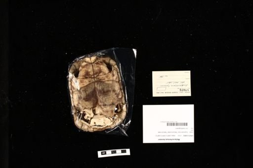 Malacochersus tornieri