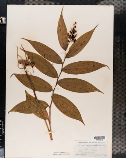 Maianthemum