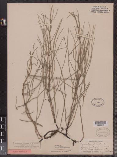 Equisetum palustre