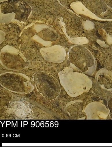 Corbulamella?
