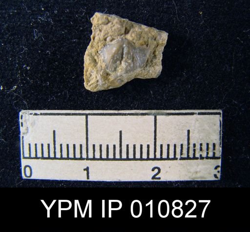 Chonetes spinoliratus
