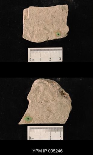 Lemmatophora minuta