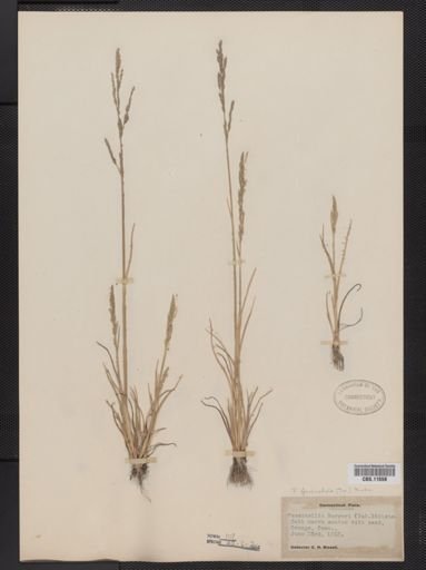 Puccinellia fasciculata