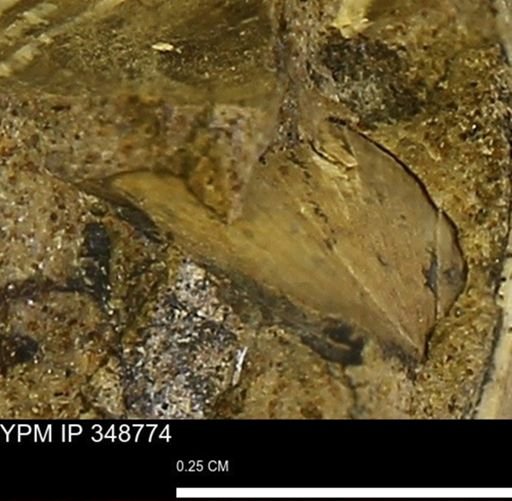 undet. Bivalvia