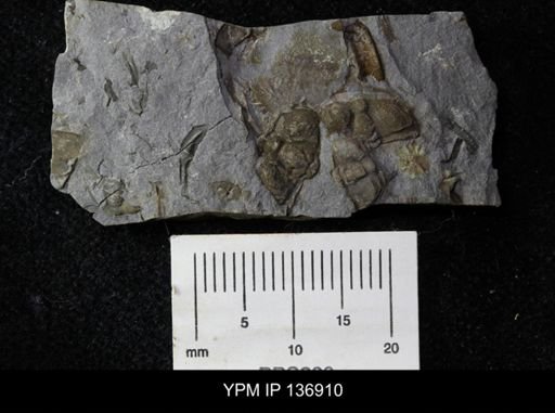 Ctenocephalus maltheus