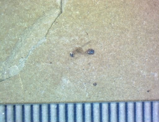 undet. Hymenoptera