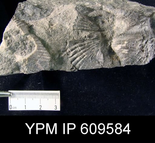 Spirifer sp.