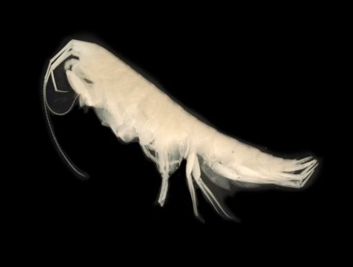 Crangonyx grandimanus