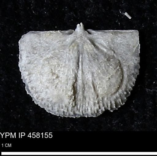 Chonetes mucronatus
