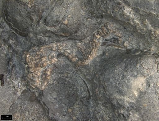 Aplocoma damesii