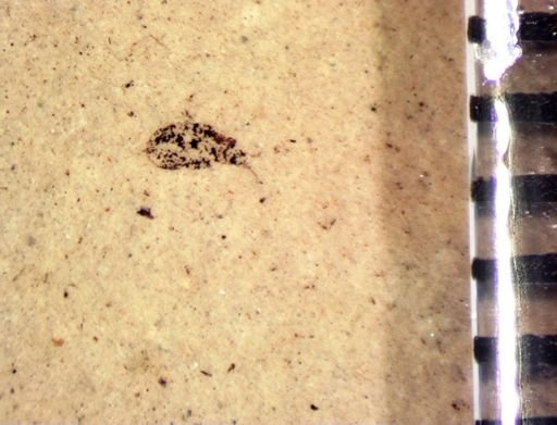 undet. Coleoptera