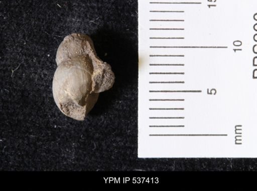 Goniobasis ortmanni