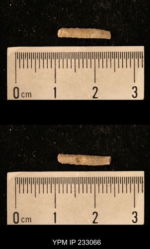 Archaeocidaris sp.