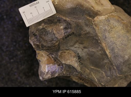 Inoceramus sp.
