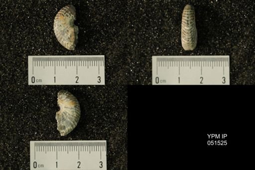 Hoploscaphites nicolletii