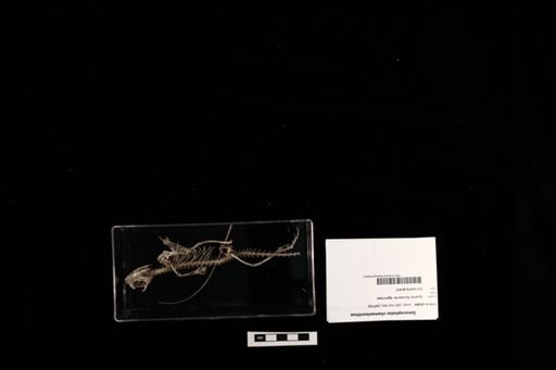 Gonocephalus chamaeleontinus