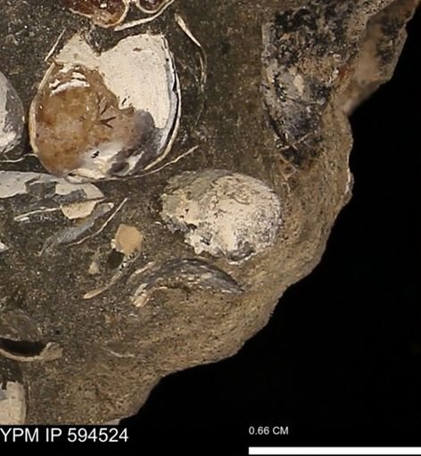 Protocardia sp.