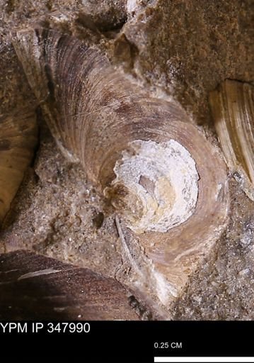 Limopsis striatopunctatus