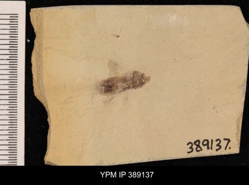 undet. Hexapoda