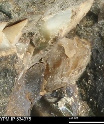 undet. Mollusca