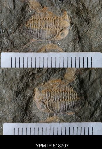 Parabathycheilus sp.