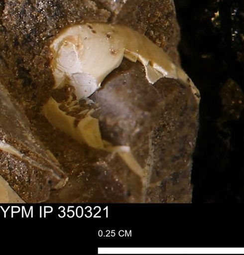 undet. Mollusca