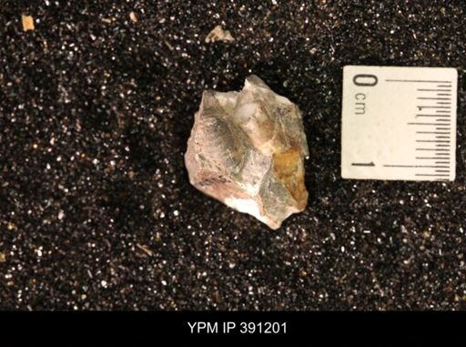 Scaphitidae