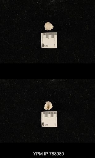 undet. Brachiopoda