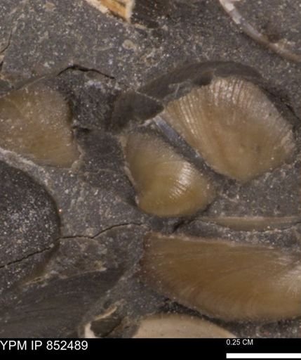 Limopsis striatopunctatus