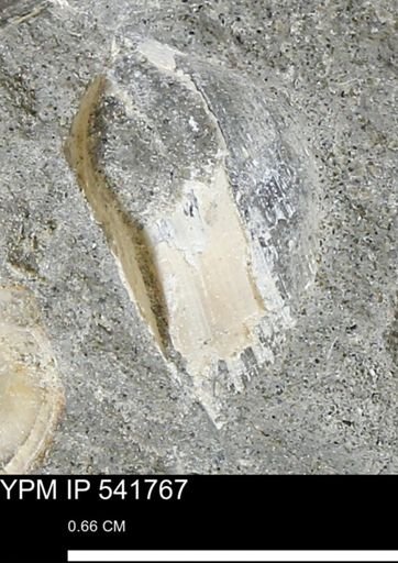 Limopsis striatopunctatus