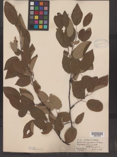 Amelanchier arborea