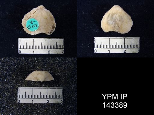 Productus (Waagenoconcha) humboldti