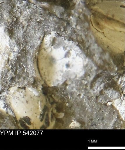 Corbulamella gregaria