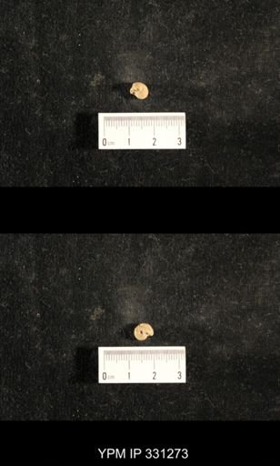 Euphemites sp.