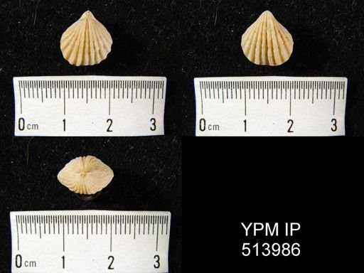 Retzia (Hustedia) radialis grandicosta