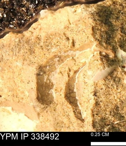 undet. Mollusca