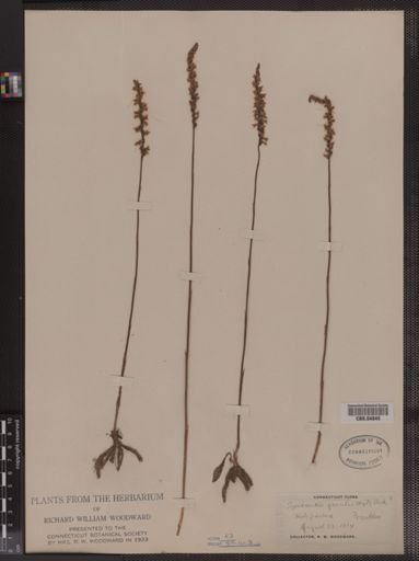 Spiranthes gracilis