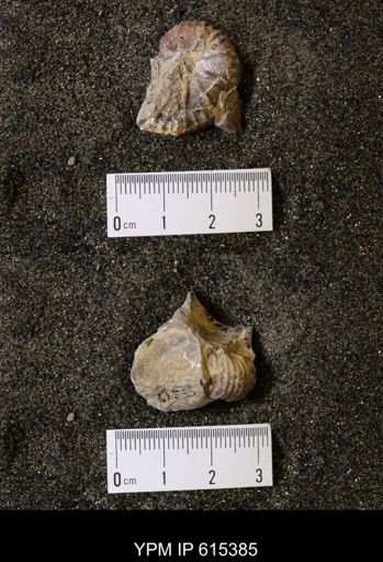 Discoscaphites sp.