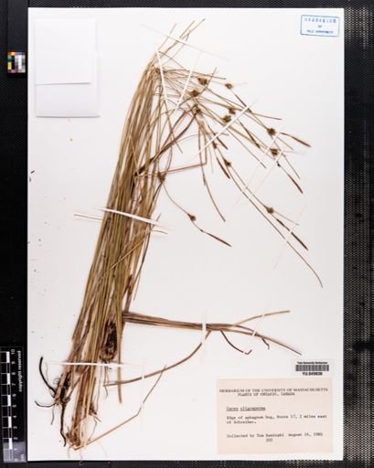Carex oligosperma