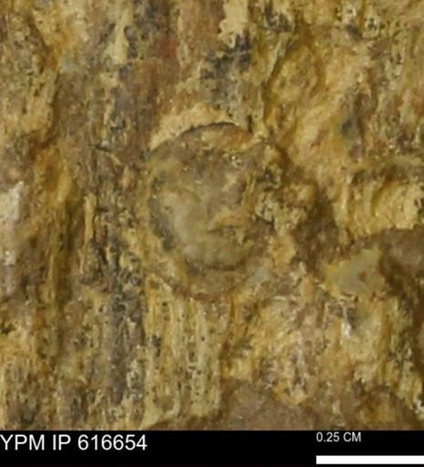 Teredo sp.