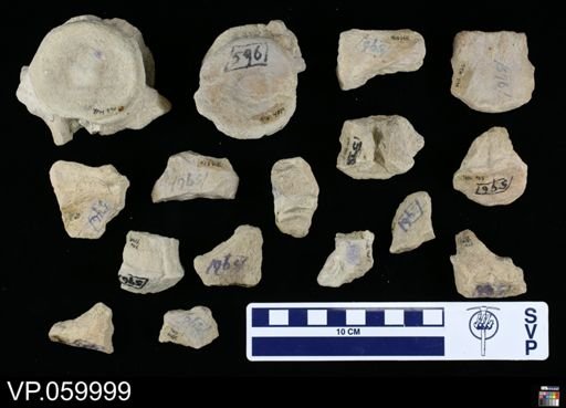 undet. Mosasauridae