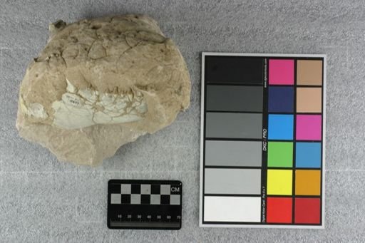 Eporeodon sp.